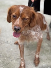 DORUK, Hund, Epagneul Breton in Spanien - Bild 2