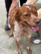 DORUK, Hund, Epagneul Breton in Spanien - Bild 3