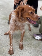 DORUK, Hund, Epagneul Breton in Spanien - Bild 4