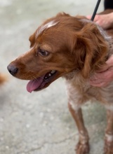 DORUK, Hund, Epagneul Breton in Spanien - Bild 5