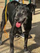 ABUELA, Hund, Mischlingshund in Spanien - Bild 2