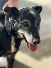 ABUELA, Hund, Mischlingshund in Spanien - Bild 3