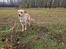 PIRUSKA2, Hund, Mischlingshund in Ungarn - Bild 1