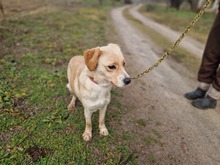 PIRUSKA2, Hund, Mischlingshund in Ungarn - Bild 2