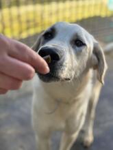 FREYA, Hund, Mastin Español-Mix in Spanien - Bild 4