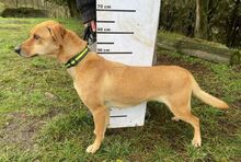 BAMBI, Hund, Mischlingshund in Slowakische Republik - Bild 8