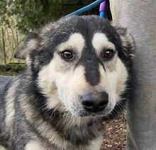 MICKY, Hund, Siberian Husky-Mix in Slowakische Republik - Bild 1