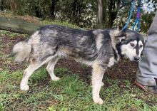 MICKY, Hund, Siberian Husky-Mix in Slowakische Republik - Bild 10