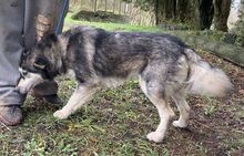 MICKY, Hund, Siberian Husky-Mix in Slowakische Republik - Bild 11