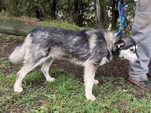MICKY, Hund, Siberian Husky-Mix in Slowakische Republik - Bild 13