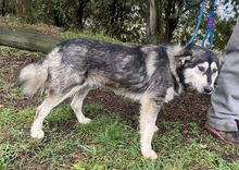 MICKY, Hund, Siberian Husky-Mix in Slowakische Republik - Bild 2