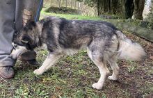 MICKY, Hund, Siberian Husky-Mix in Slowakische Republik - Bild 3