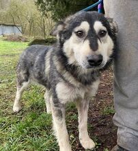 MICKY, Hund, Siberian Husky-Mix in Slowakische Republik - Bild 4