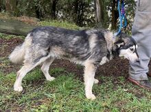 MICKY, Hund, Siberian Husky-Mix in Slowakische Republik - Bild 5