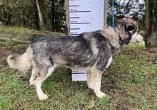 MICKY, Hund, Siberian Husky-Mix in Slowakische Republik - Bild 6