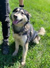 MICKY, Hund, Siberian Husky-Mix in Slowakische Republik - Bild 7