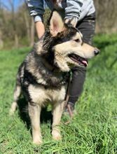 MICKY, Hund, Siberian Husky-Mix in Slowakische Republik - Bild 8