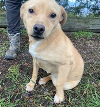 MADDIE, Hund, Mischlingshund in Slowakische Republik - Bild 2