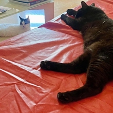 MIDNIGHT, Katze, Europäisch Kurzhaar in Spanien - Bild 3