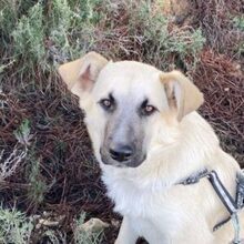 CACHIL, Hund, Mischlingshund in Spanien - Bild 1