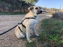 CACHIL, Hund, Mischlingshund in Spanien - Bild 2