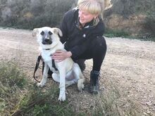 CACHIL, Hund, Mischlingshund in Spanien - Bild 4