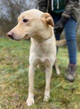 CHARLOTTE, Hund, Mischlingshund in Slowakische Republik - Bild 10