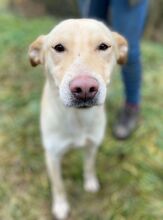 CHARLOTTE, Hund, Mischlingshund in Slowakische Republik - Bild 12