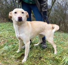 CHARLOTTE, Hund, Mischlingshund in Slowakische Republik - Bild 2