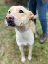 CHARLOTTE, Hund, Mischlingshund in Slowakische Republik - Bild 4