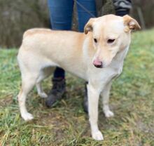 CHARLOTTE, Hund, Mischlingshund in Slowakische Republik - Bild 9