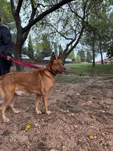 CHEKO, Hund, Deutscher Schäferhund-Mix in Belgien - Bild 3