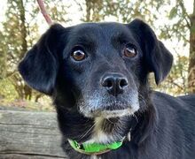 MAYA3, Hund, Mischlingshund in Slowakische Republik