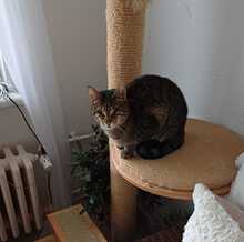 TOULA, Katze, Hauskatze in Berlin - Bild 2