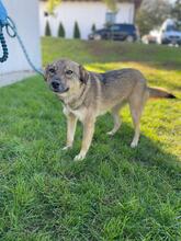 LENI, Hund, Mischlingshund in Rumänien - Bild 1