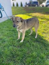 LENI, Hund, Mischlingshund in Rumänien - Bild 2