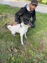 IDA, Hund, Mischlingshund in Rumänien - Bild 4