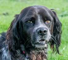 XICO, Hund, Epagneul Breton in Portugal - Bild 1