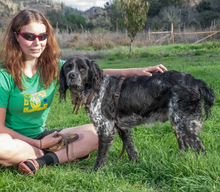 XICO, Hund, Epagneul Breton in Portugal - Bild 2