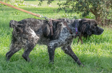 XICO, Hund, Epagneul Breton in Portugal - Bild 5