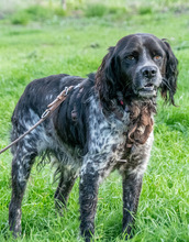 XICO, Hund, Epagneul Breton in Portugal - Bild 7