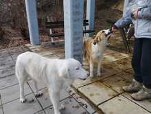 TONIC, Hund, Mischlingshund in Griechenland - Bild 4