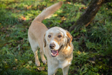 ARTHUR, Hund, Mischlingshund in Kroatien - Bild 1