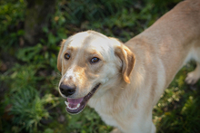 ARTHUR, Hund, Mischlingshund in Kroatien - Bild 2