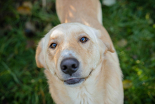 ARTHUR, Hund, Mischlingshund in Kroatien - Bild 4