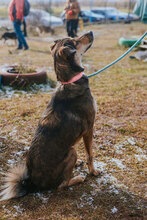 BORISA, Hund, Mischlingshund in Bulgarien - Bild 2