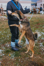 BORISA, Hund, Mischlingshund in Bulgarien - Bild 4