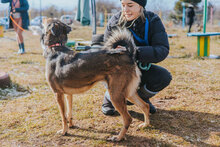 BORISA, Hund, Mischlingshund in Bulgarien - Bild 5