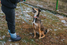 BORISA, Hund, Mischlingshund in Bulgarien - Bild 7