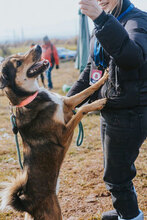 BORISA, Hund, Mischlingshund in Bulgarien - Bild 9